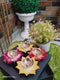 Brass Decorative Deepak Pack Of 4 Pcs. 0.03Kg